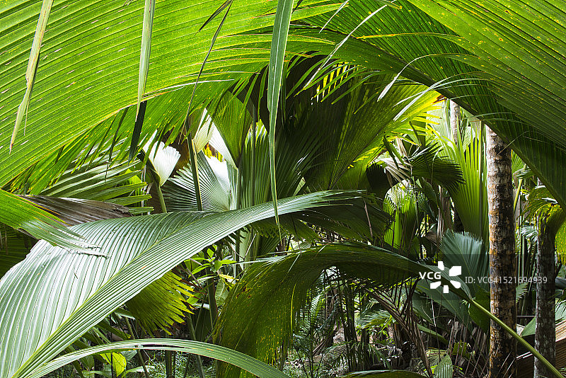 海椰子棕榈图片素材