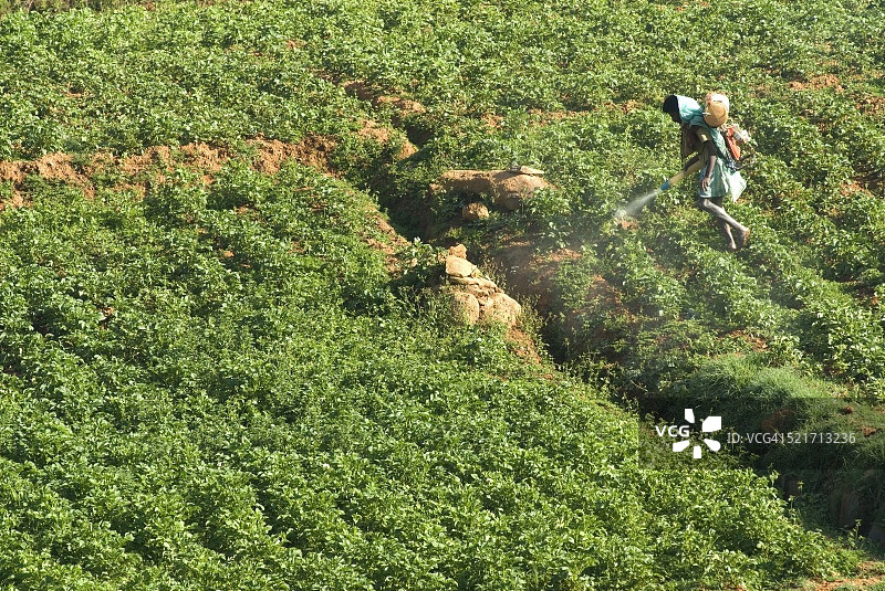 印度泰米尔纳德邦尼尔吉里斯的马铃薯田图片素材