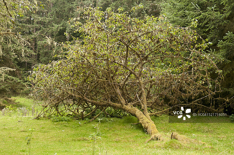 倒下的落叶树图片素材
