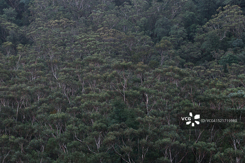 澳大利亚蓝山国家公园的桉树图片素材