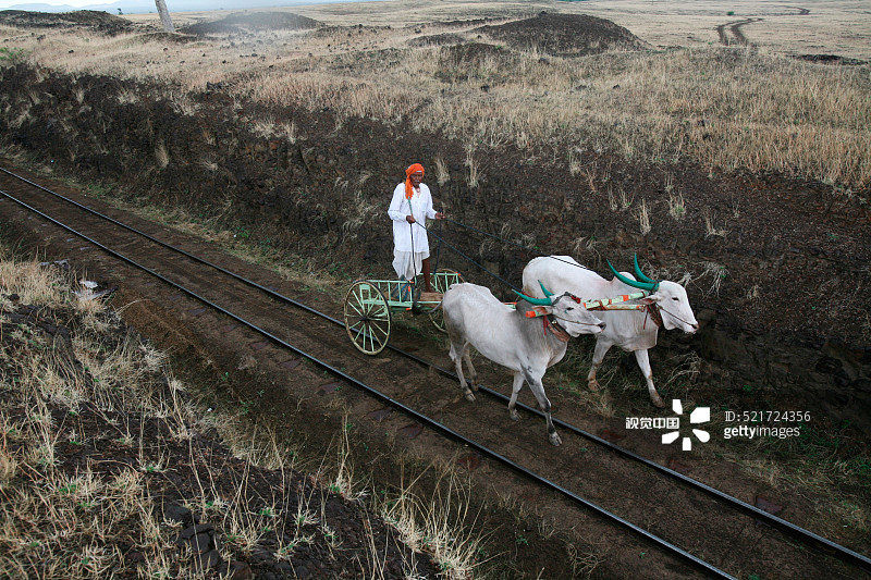 在印度马哈拉施特拉邦米拉杰的铁轨上行驶的牛车图片素材
