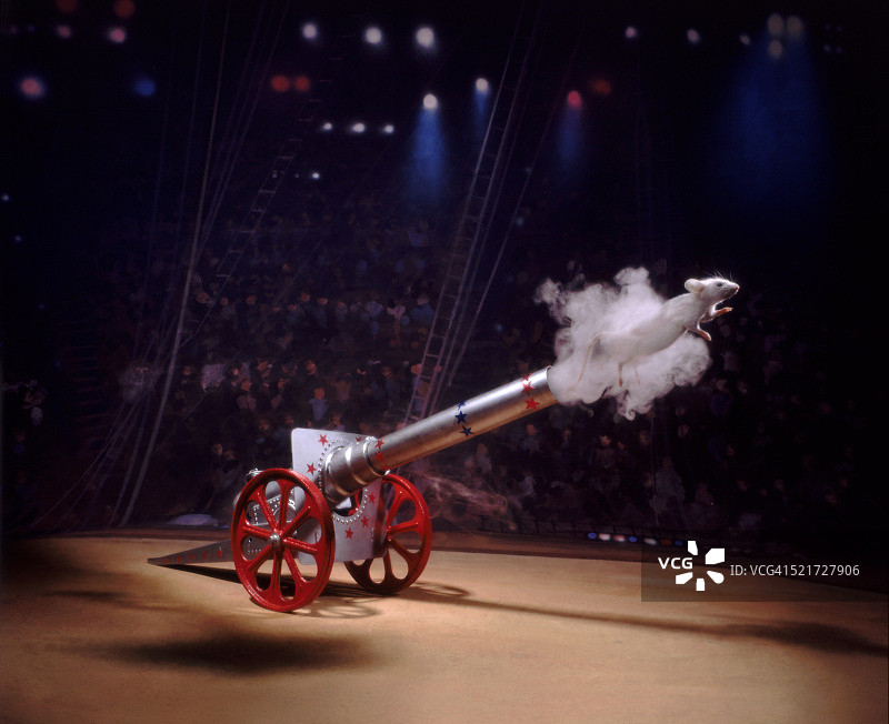 大胆的老鼠图片素材