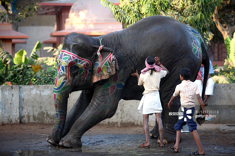 驯象师和助手给画着彩色图案的大象洗澡图片素材