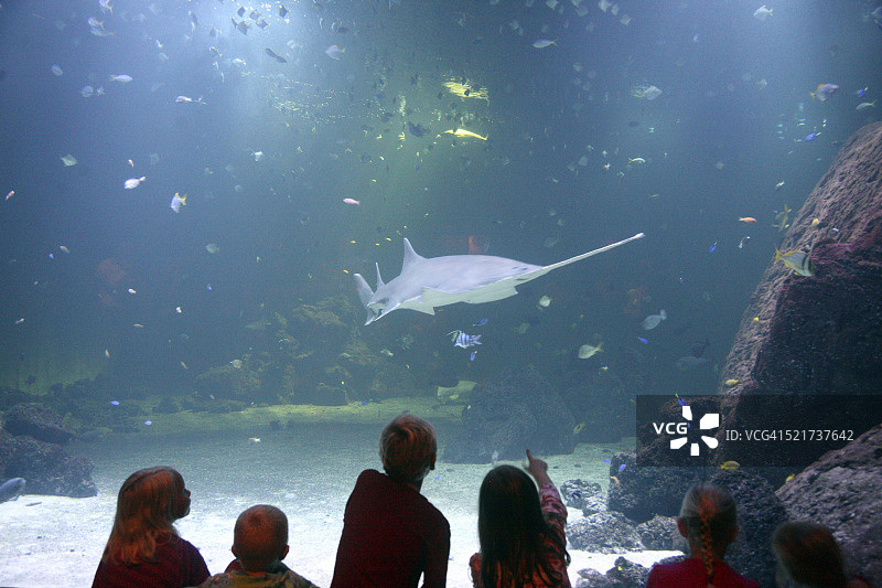 瑞典哥德堡水族馆锯鲨图片素材
