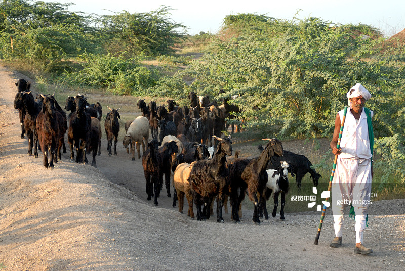 牧羊人在印度古吉拉特邦安雷利与山羊图片素材