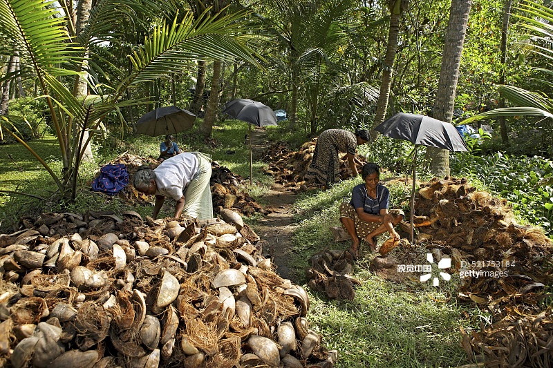 印度喀拉拉邦妇女从椰子中去除椰壳，制作椰棕绳索和垫子图片素材