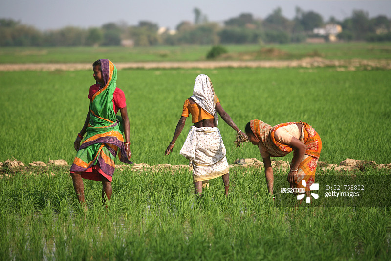 在印度贾坎德邦稻田中插秧的妇女图片素材