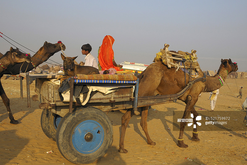 拉贾斯坦邦家庭在普什卡集市乘坐骆驼车，印度图片素材