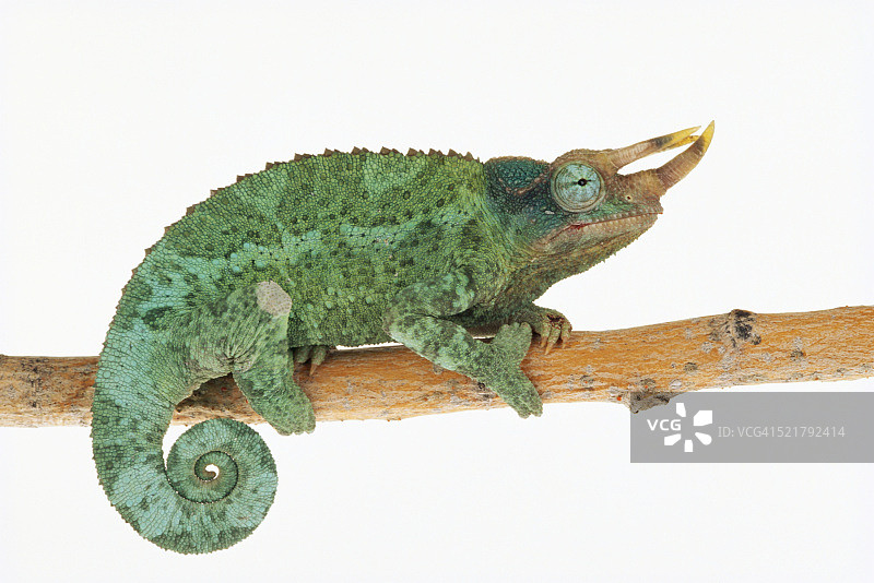 杰克逊变色龙图片素材