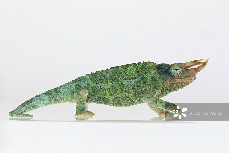 杰克逊变色龙图片素材