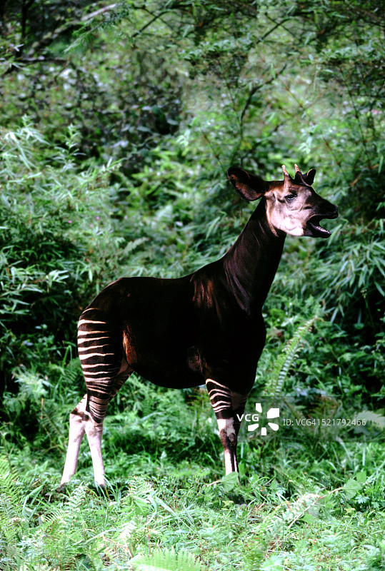 㺢㹢狓图片素材