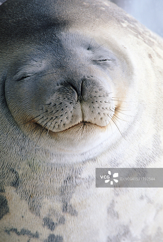 威德尔海豹图片素材