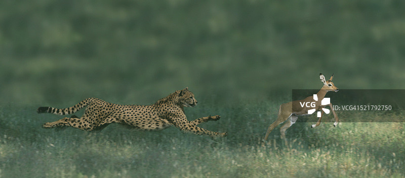 猎豹追逐猎物图片素材