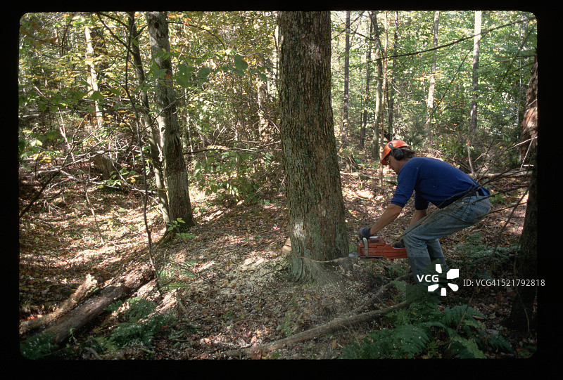 伐木工人砍树图片素材