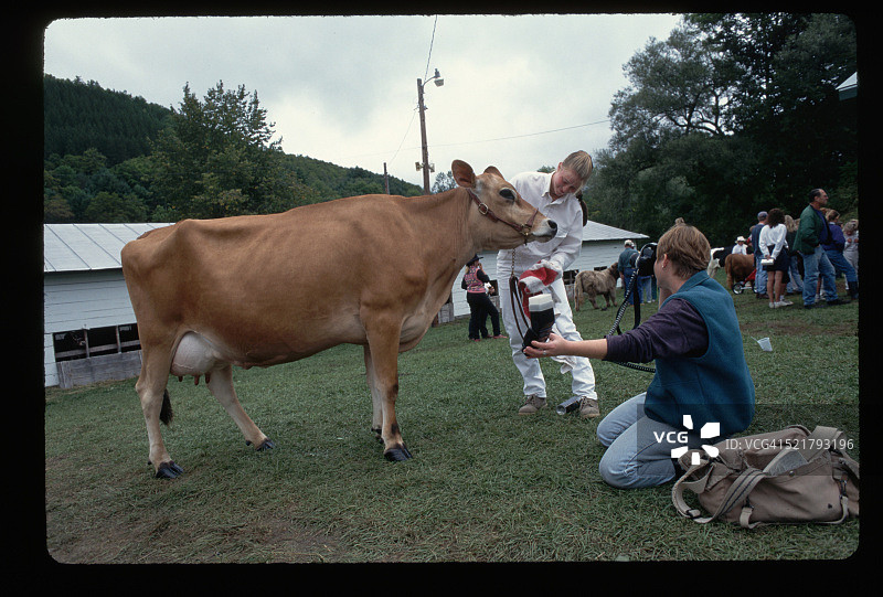 展会上获奖的泽西牛图片素材