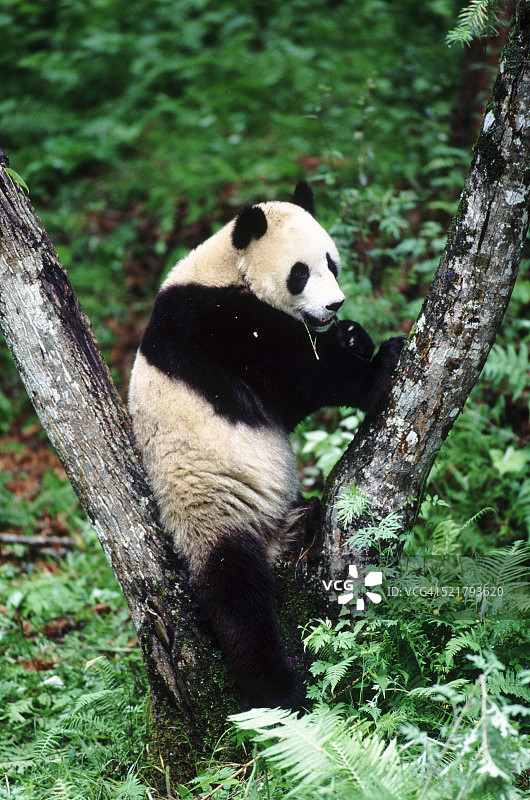 大熊猫图片素材