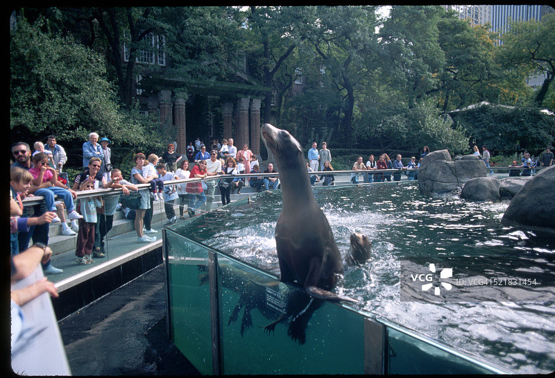 中央公园动物园的海狮池图片素材