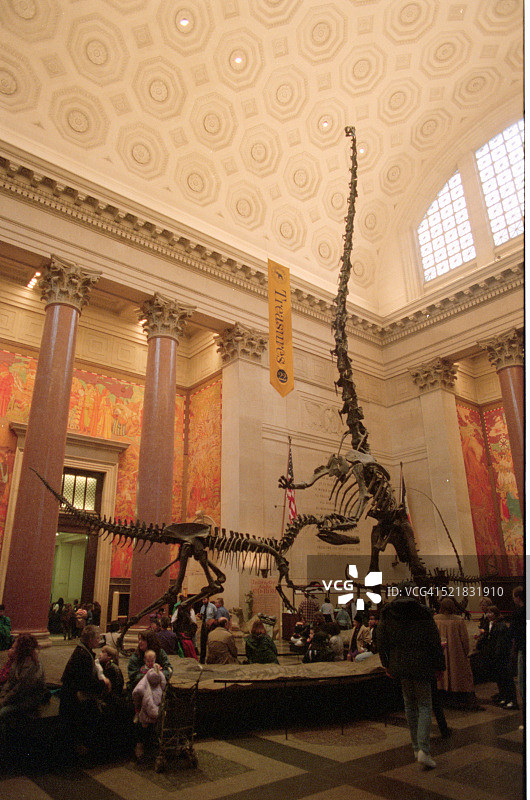 自然历史博物馆中的恐龙化石图片素材