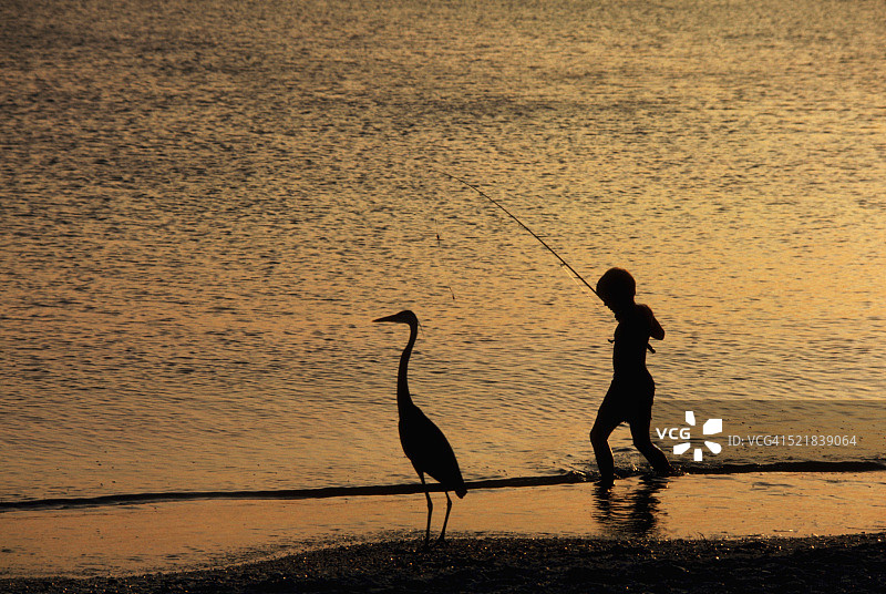 苍鹭与男孩在海滩上图片素材