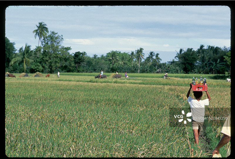 男孩在稻田里搬运饮料图片素材