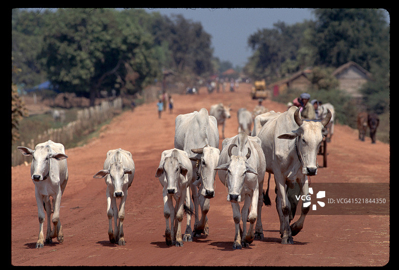 在柬埔寨村庄牧牛图片素材