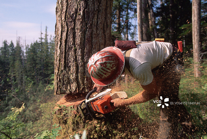 伐木工人砍伐树木图片素材