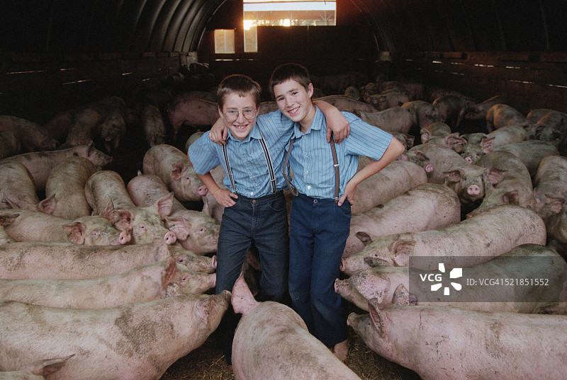 男孩们被猪围着图片素材