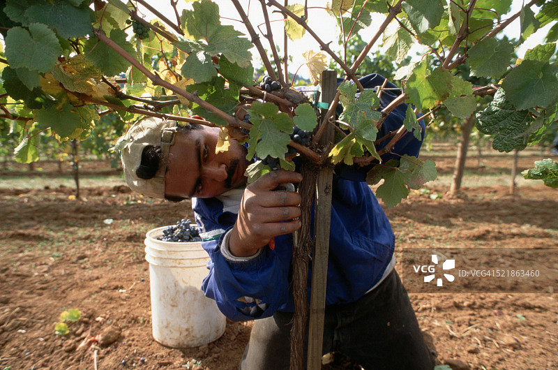收割机从葡萄藤上采摘成熟的黑皮诺葡萄图片素材