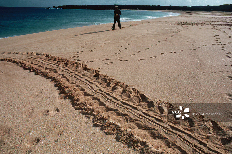 海滩巡逻队寻找搁浅的海龟图片素材