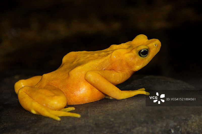 巴拿马金蛙图片素材