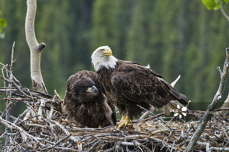 秃鹰筑巢，成年秃鹰和小鹰图片素材