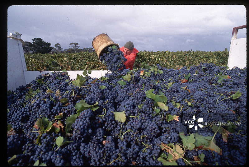 澳大利亚葡萄园采摘葡萄图片素材