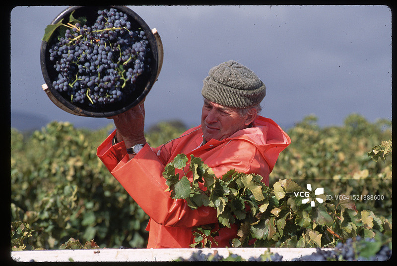 澳大利亚葡萄园采摘葡萄图片素材