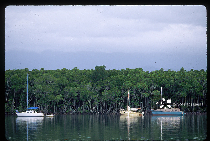 苍鹭岛的红树林和帆船图片素材