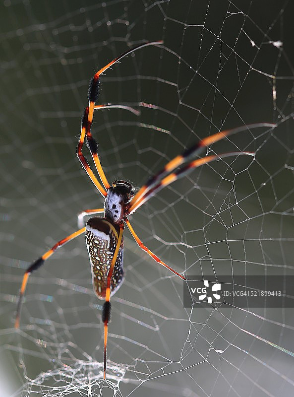 蜘蛛图片素材