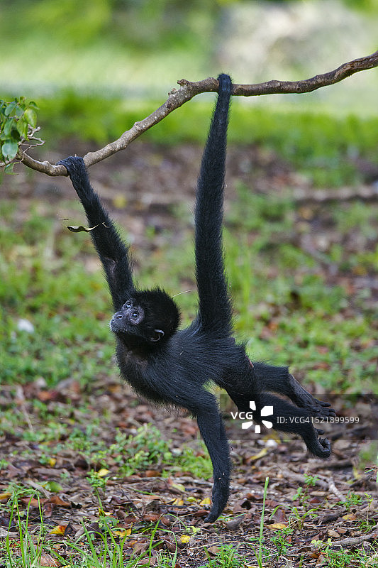 蜘蛛猴宝宝图片素材