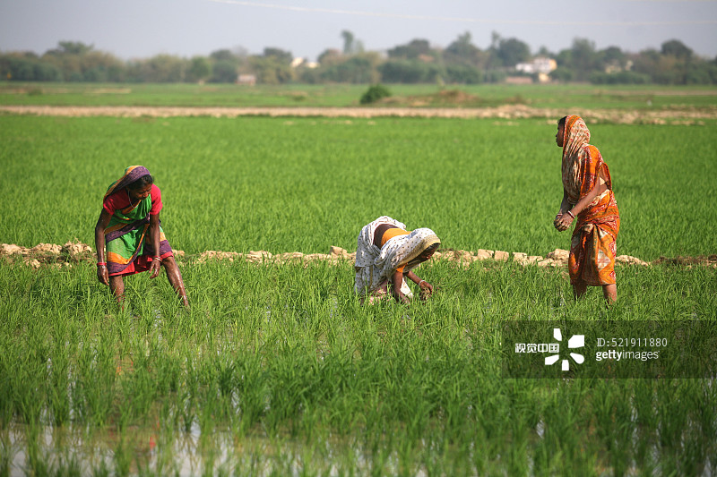 在印度贾坎德邦稻田中插秧的妇女图片素材