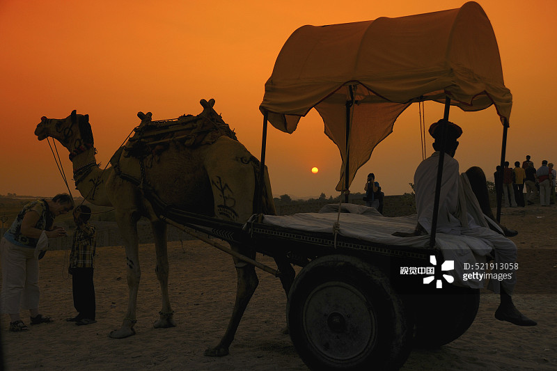 印度拉贾斯坦邦普什卡集市日落时的骆驼车图片素材