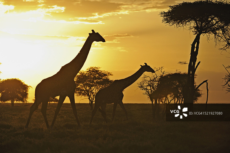 乞力马扎罗长颈鹿图片素材