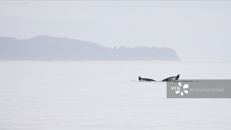 阿拉斯加鲸鱼图片素材