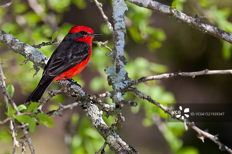 朱红霸鹟侧面图片素材