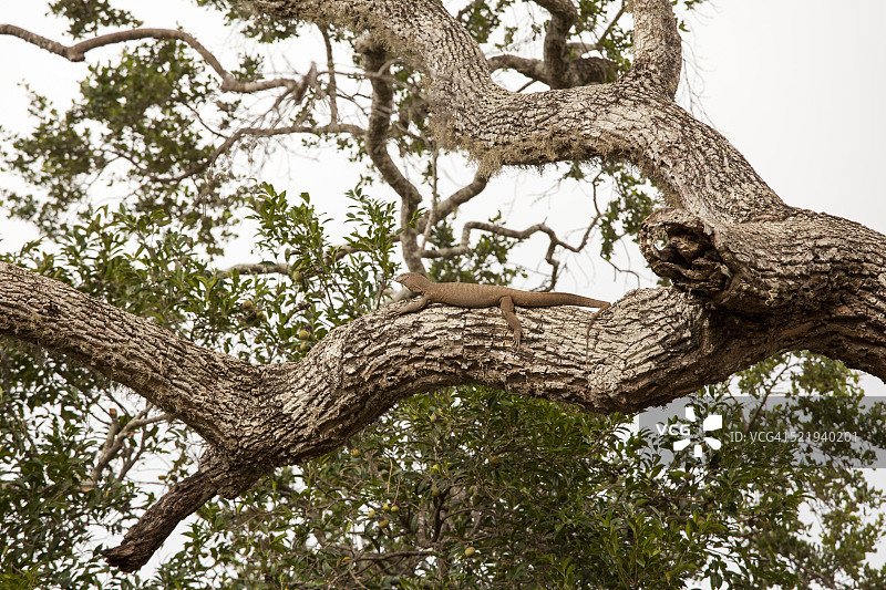 巨蜥在树上休息。图片素材