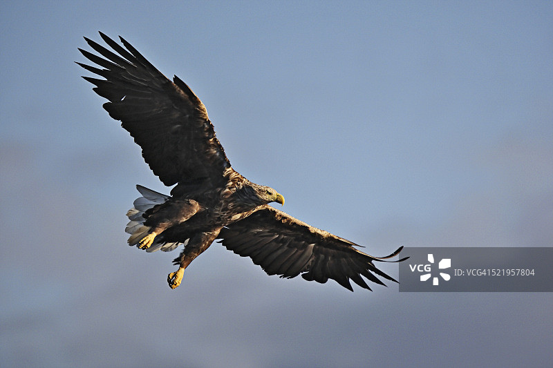 白尾海雕飞翔图片素材