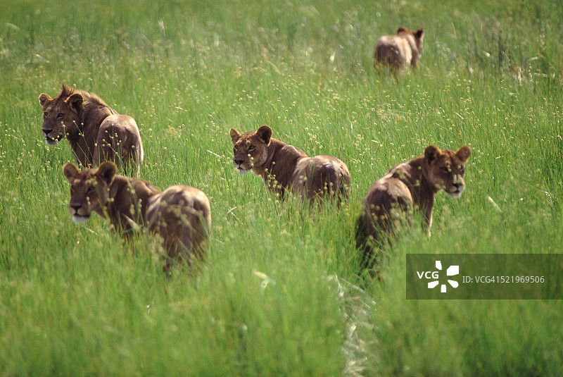 非洲母狮的骄傲图片素材