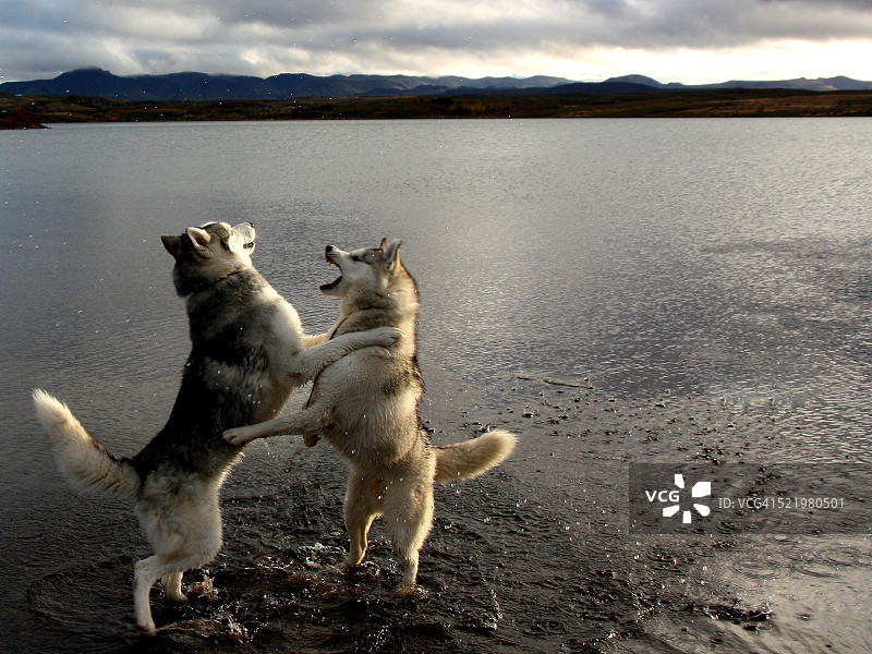 冰岛哈夫拉瓦特恩湖边玩耍的哈士奇犬图片素材