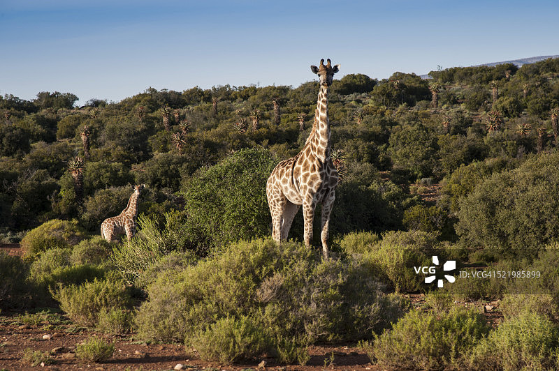 长颈鹿母子（约2个月大），小卡鲁，西开普省，南非图片素材