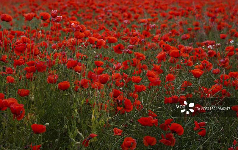 德国图林根盛开的罂粟花田图片素材