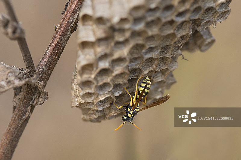 欧洲纸胡蜂图片素材