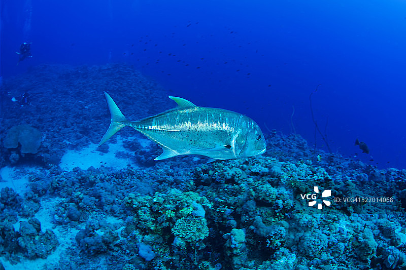 浪人鲹图片素材