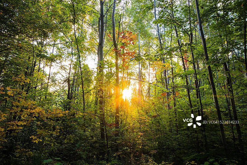 森林清晨图片素材